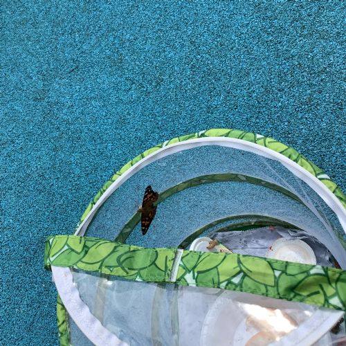 Butterflies and Bubbles